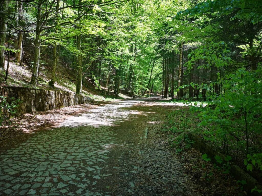 Poiana Stânii Regale on a forest hike from the Sinaia area