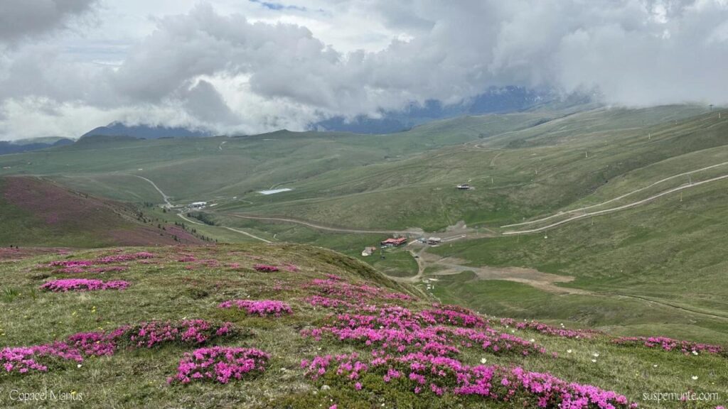 Observarea florei si faunei pe Valea Prahovei, drumetie pe traseu montan in Bucegi