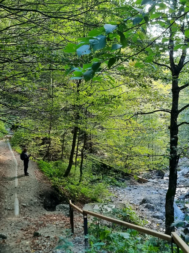 Potecă și zonă de acces prin pădure în apropierea Cascadei Urlătoarea