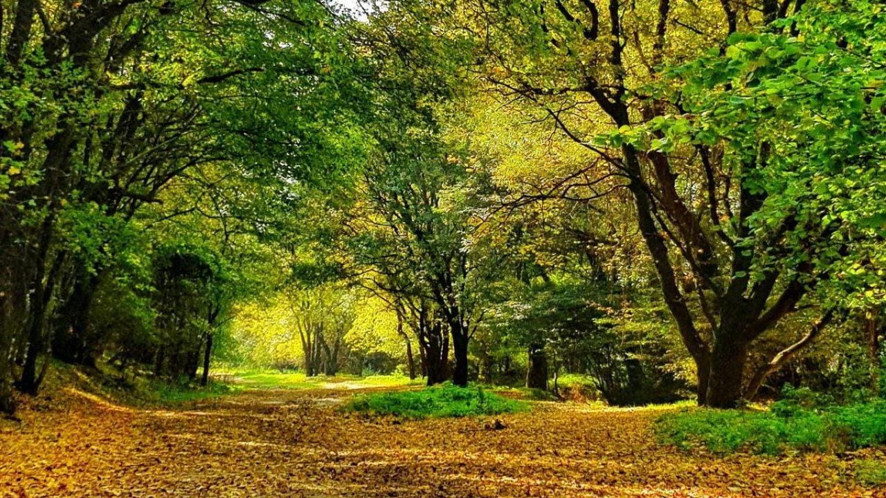 Potecă prin pădure în zona dealurilor din Breaza