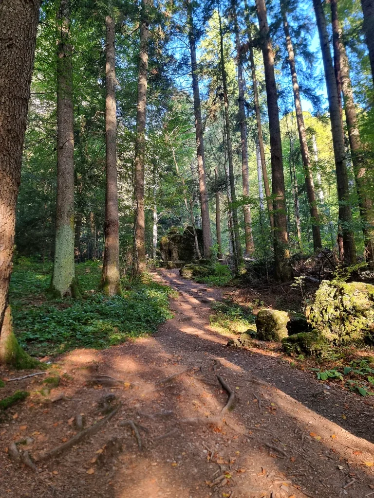 Poteca prin pădure spre Cascada Urlătoarea din Bușteni