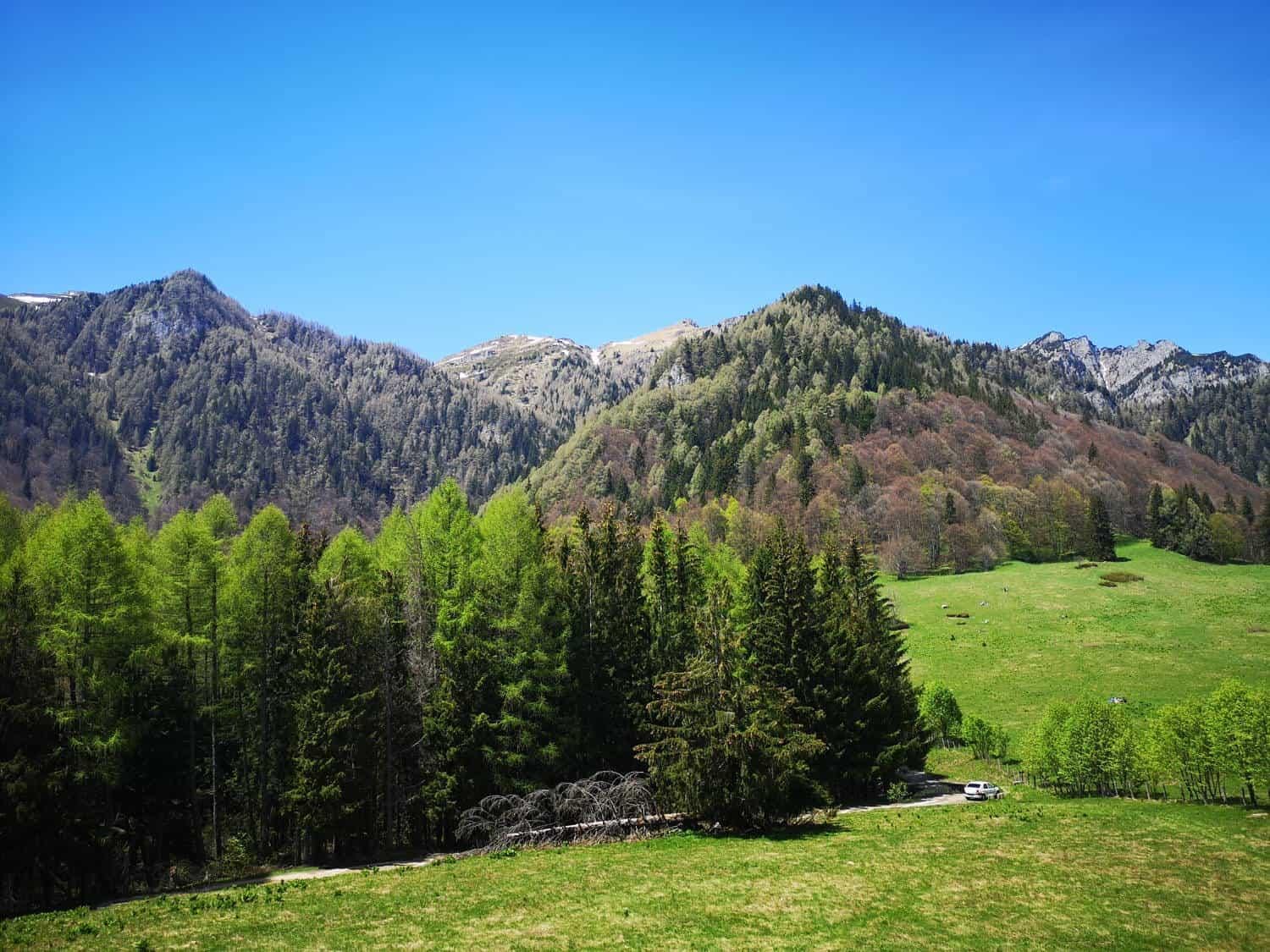 Drum împădurit deasupra Sinaiei
