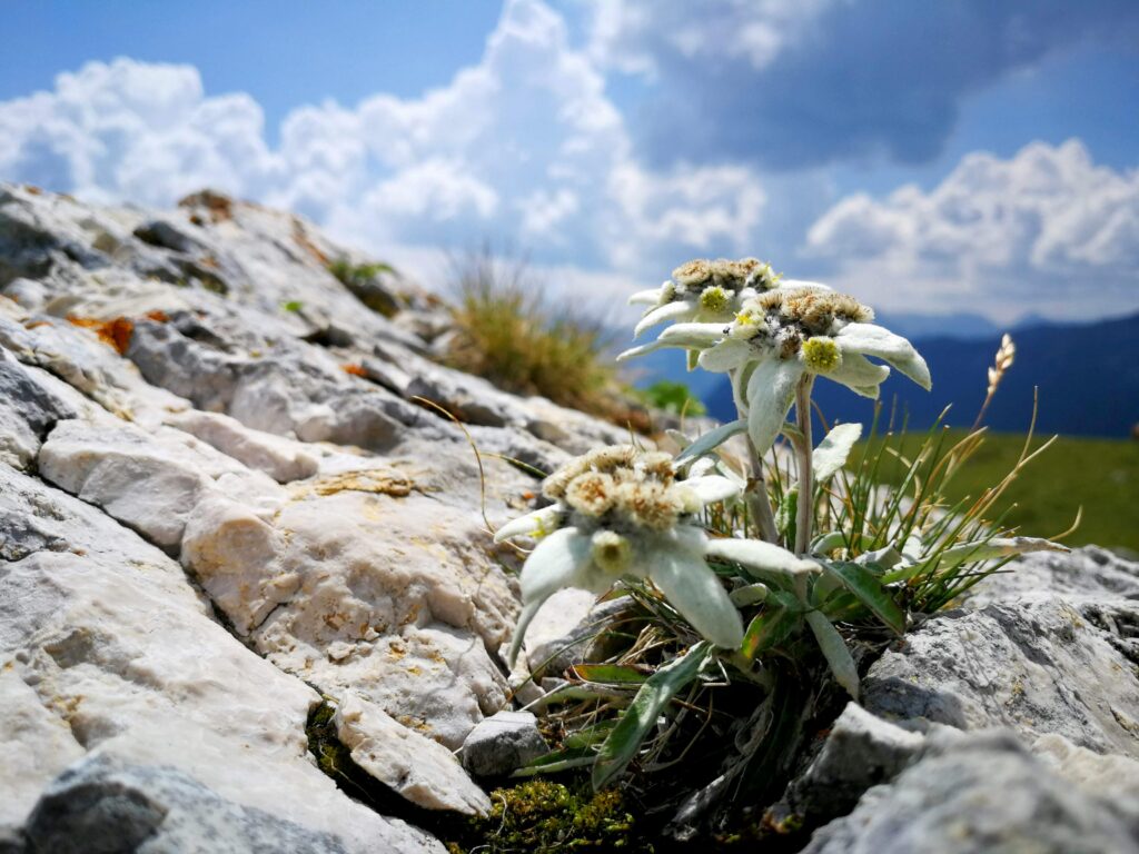 Flori alpine protejate pe Valea Prahovei, floarea de colt si bujorul de munte