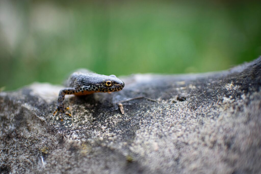 Reptile si amfibieni pe Valea Prahovei, tritonul carpatic si vipera comuna