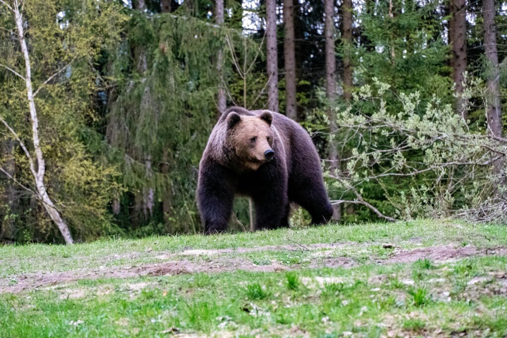 Ursul brun carpatin, fauna Valea Prahovei, mamifer protejat in Parcul Natural Bucegi