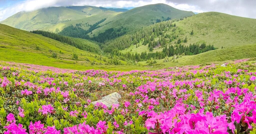 Pajiști alpine în zona Vârfului cu Dor