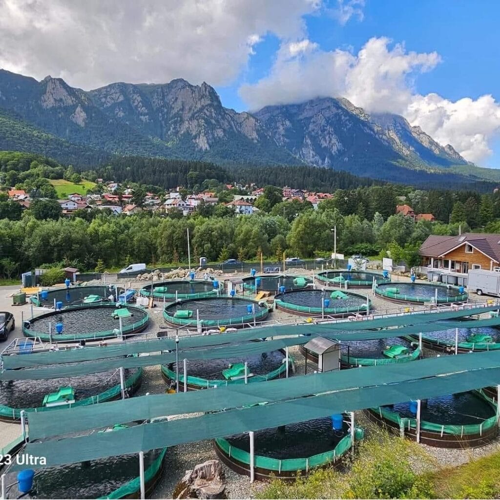 Trotta Restaurant Bușteni – vedere spre Masivul Bucegi și bazinele cu păstrăvi