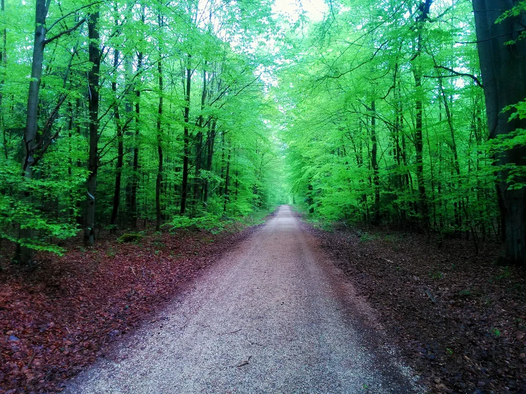 Pădure de fag cu frunziș verde crud primăvara
