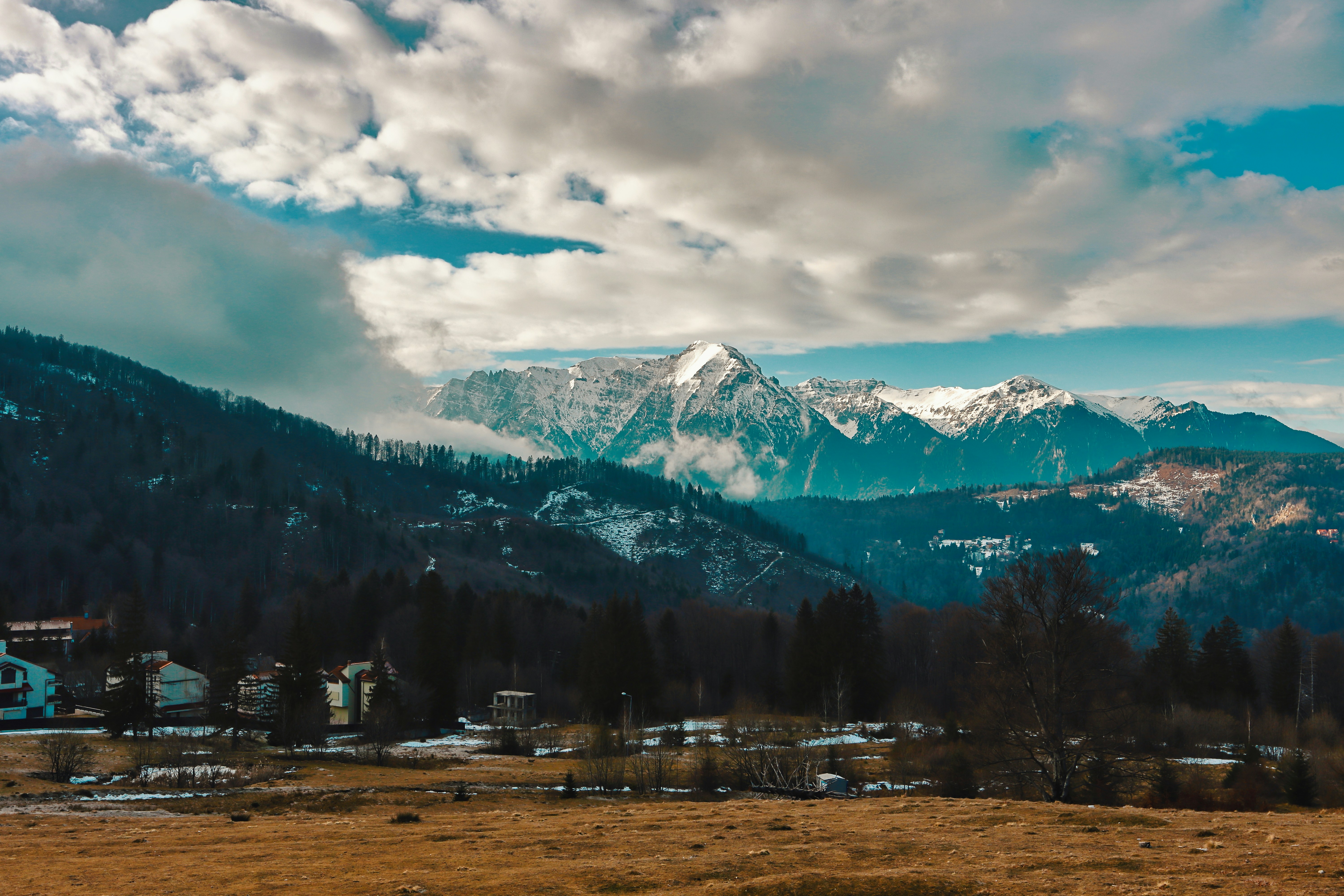 Pădure acoperită de zăpadă în Predeal
